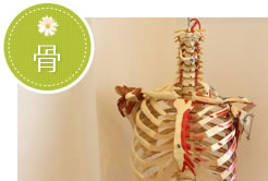 骨
